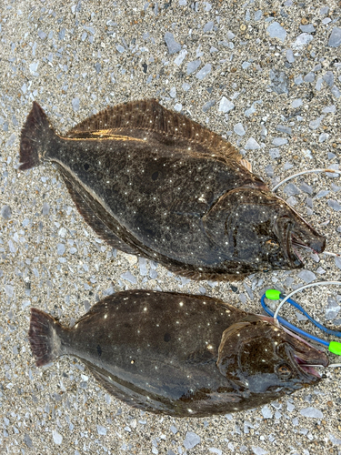 ヒラメの釣果