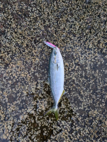 かもめ島