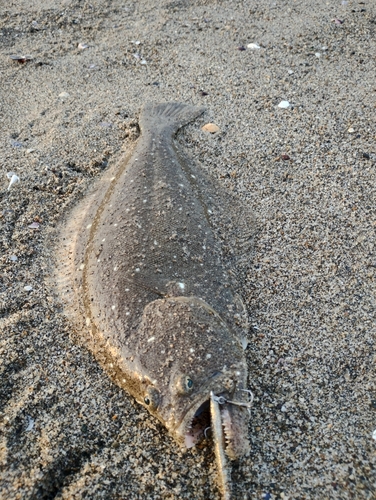 ヒラメの釣果