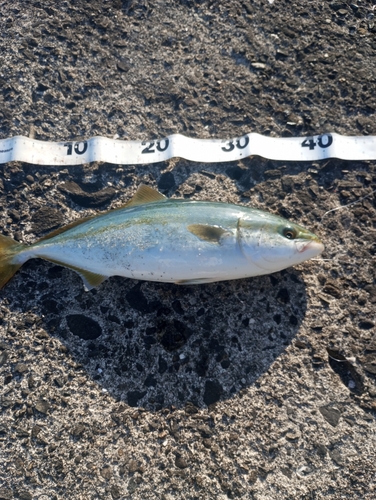 ツバスの釣果