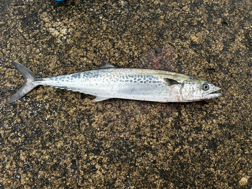 サゴシの釣果