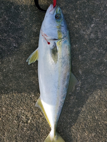 ツバイソの釣果