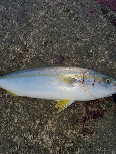 ツバイソの釣果