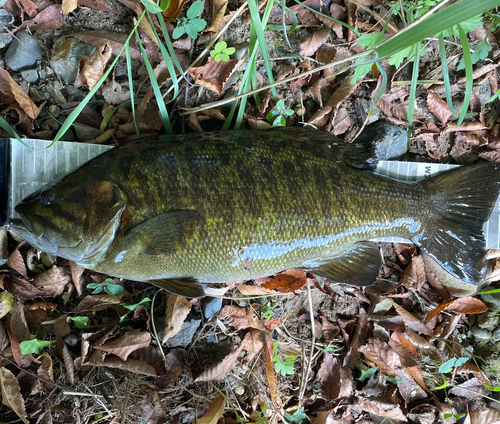 スモールマウスバスの釣果