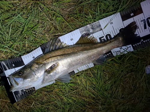 スズキの釣果