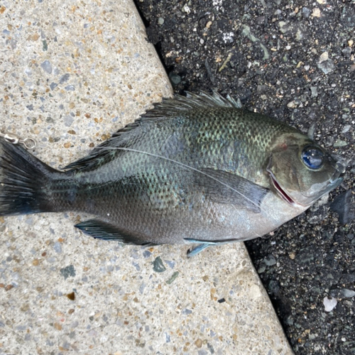 メジナの釣果