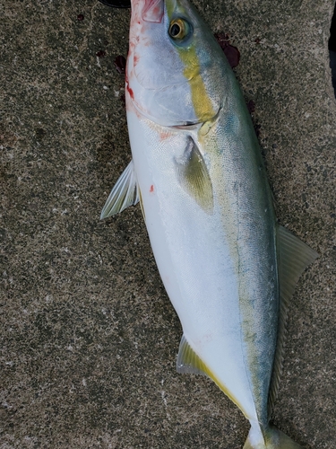 ツバイソの釣果