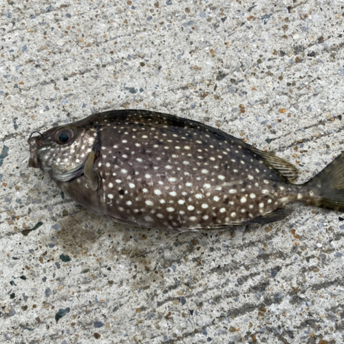 アイゴの釣果