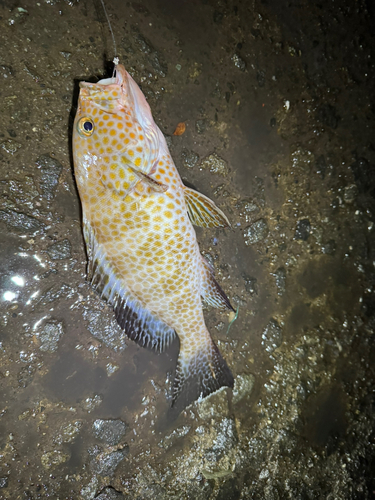 オオモンハタの釣果