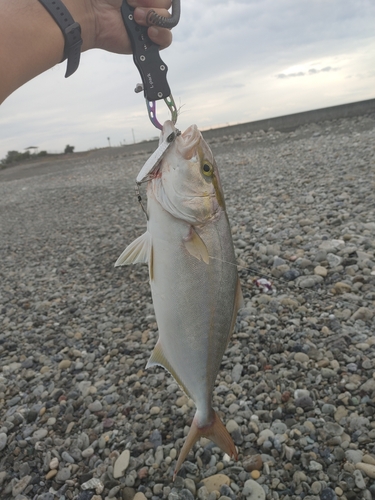 ネイリの釣果