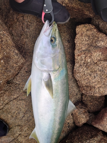 ブリの釣果