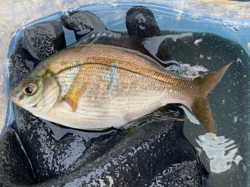 ウミタナゴの釣果