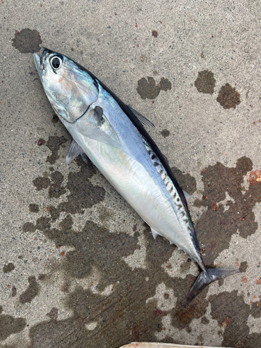 ソウダガツオの釣果