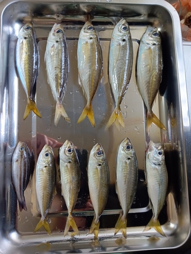 アジの釣果