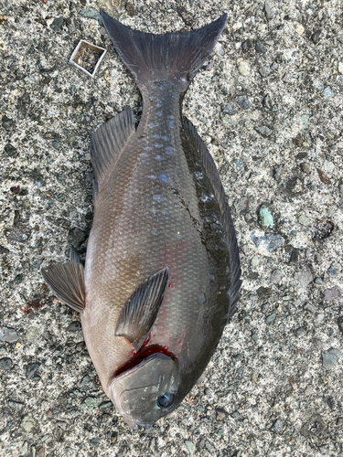 オナガグレの釣果