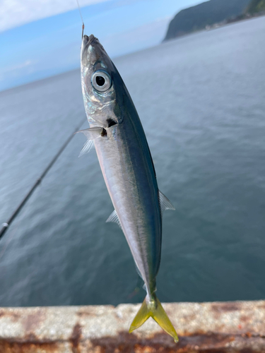 ムロアジの釣果