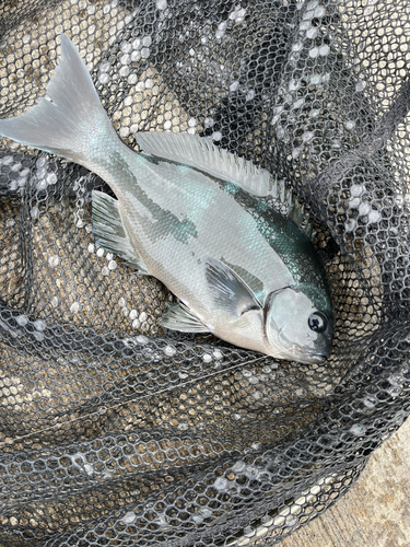 オナガグレの釣果