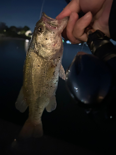 ラージマウスバスの釣果