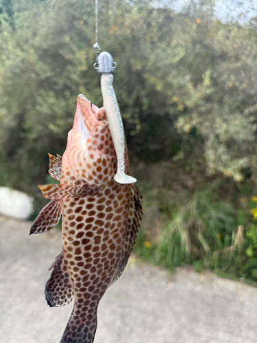 オオモンハタの釣果