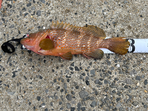 キジハタの釣果