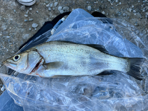 セイゴ（ヒラスズキ）の釣果