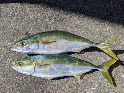 ツバスの釣果