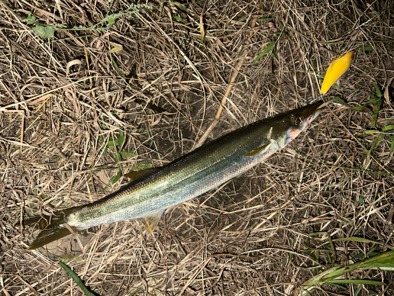 アカカマス