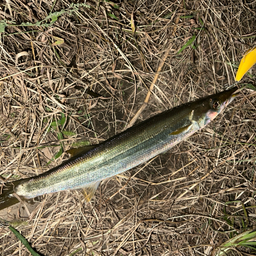 アカカマス