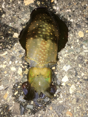 アオリイカの釣果