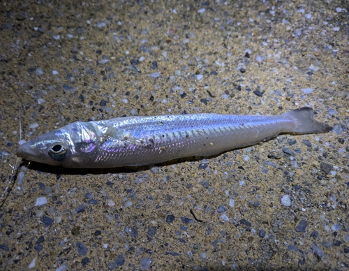 シロギスの釣果