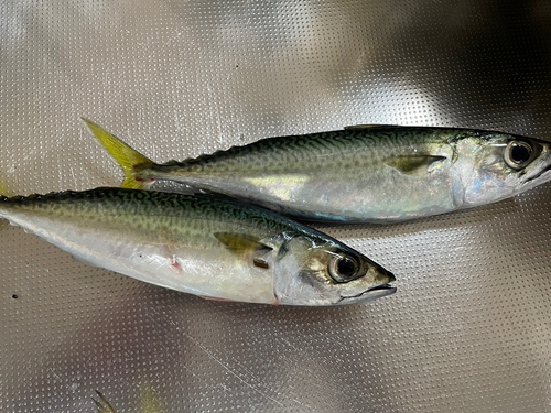 サバの釣果