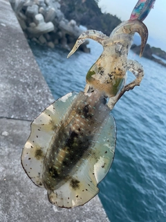 イカの釣果