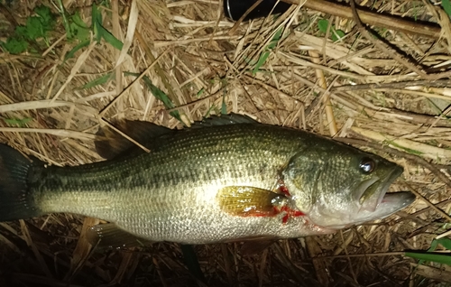 ブラックバスの釣果