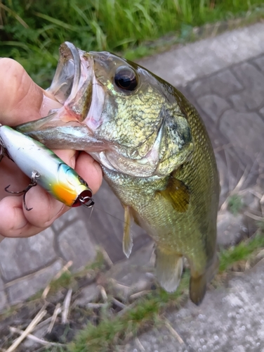 ラージマウスバスの釣果