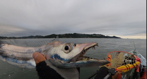 タチウオの釣果