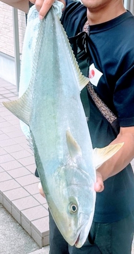 ヒラマサの釣果