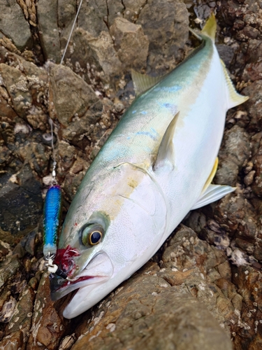 ヒラマサの釣果