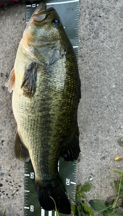 ブラックバスの釣果