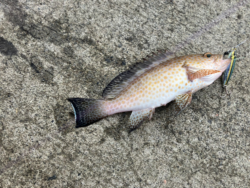 オオモンハタの釣果