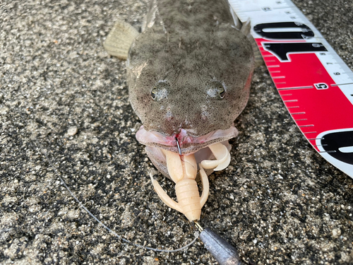 ミナミマゴチの釣果