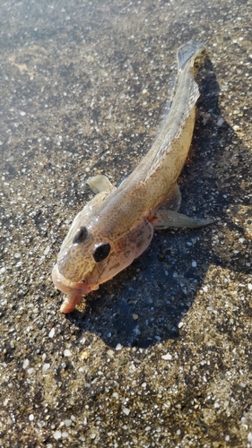 マハゼの釣果