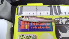 シロギスの釣果