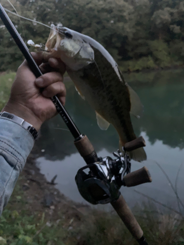 ラージマウスバスの釣果