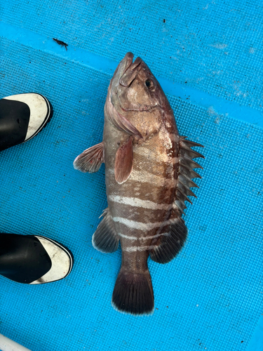 マハタの釣果