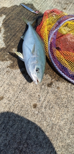 ワカシの釣果