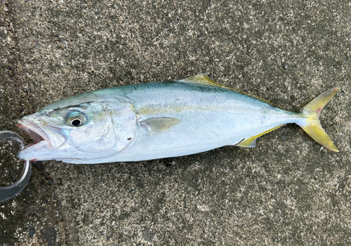 ツバイソの釣果