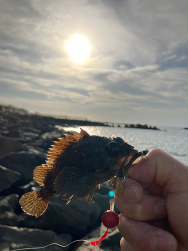 ソイの釣果