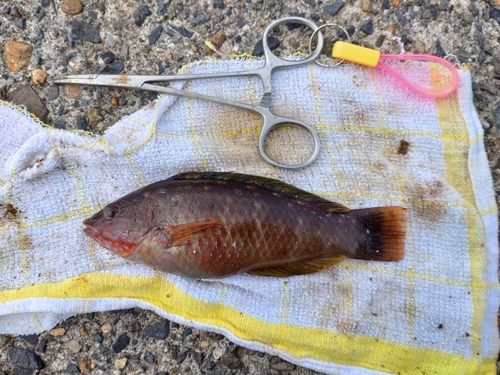 ホシササノハベラの釣果