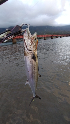 サゴシの釣果