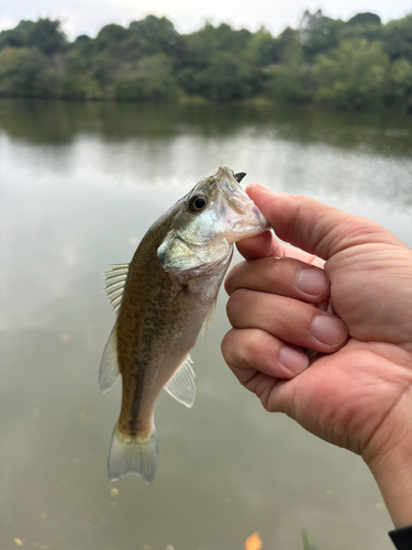 鳥羽池